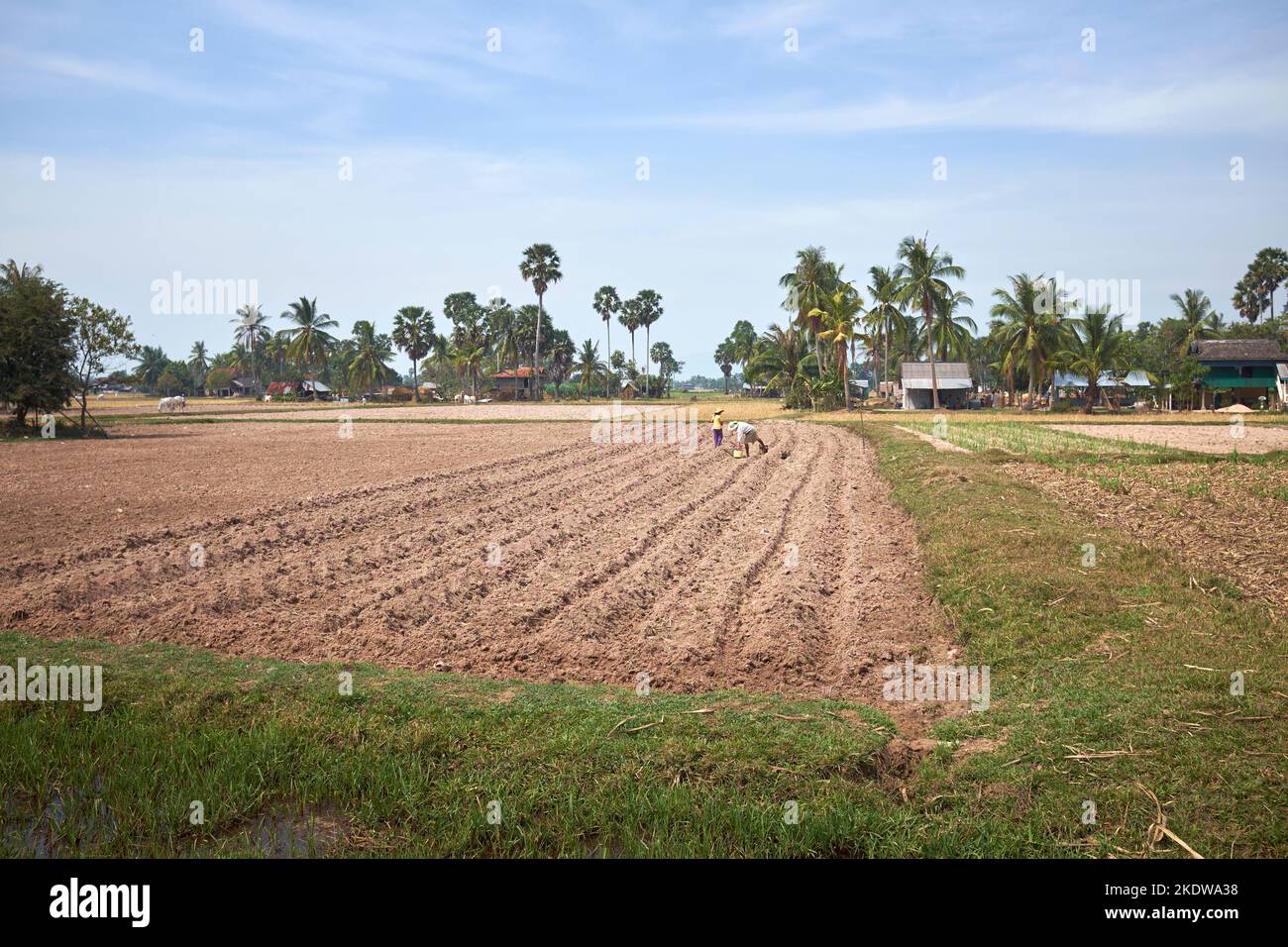 Ackerland Kampot Kambodscha Stockfoto