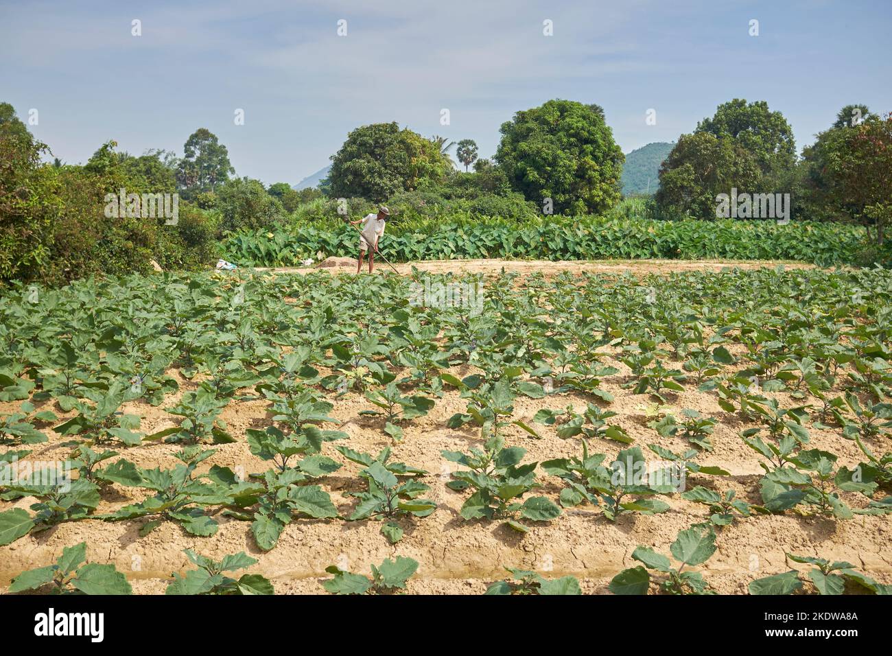 Mann, der das Land auf einer Farm in der Nähe von Kampot Kambodscha bearbeitet Stockfoto