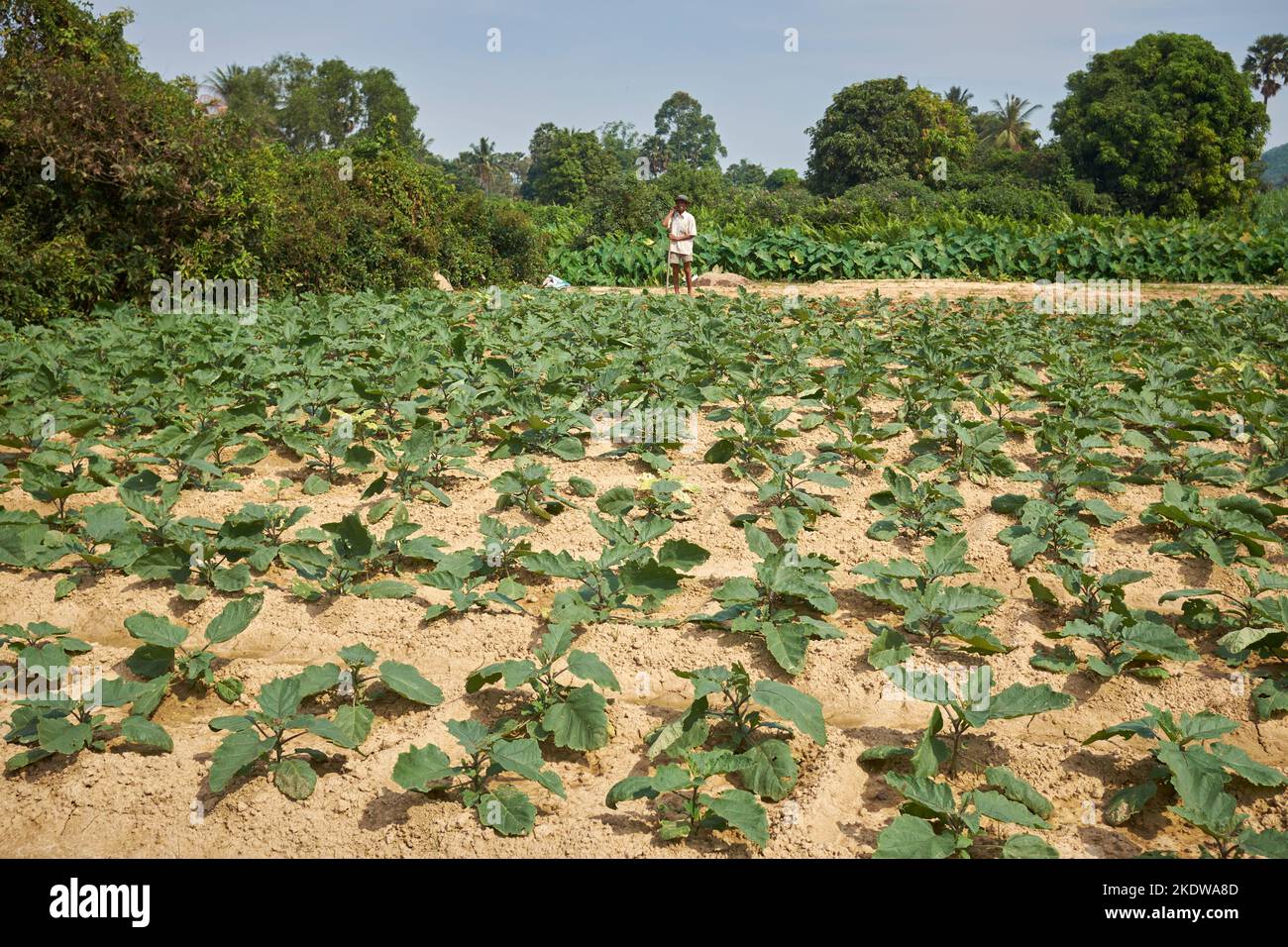 Mann, der das Land auf einer Farm in der Nähe von Kampot Kambodscha bearbeitet Stockfoto