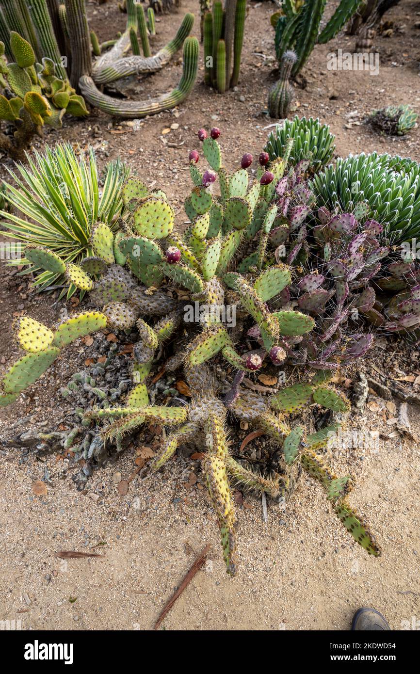 Kaktusgarten an einem späten Nachmittag im Herbst | Kalifornien Stockfoto