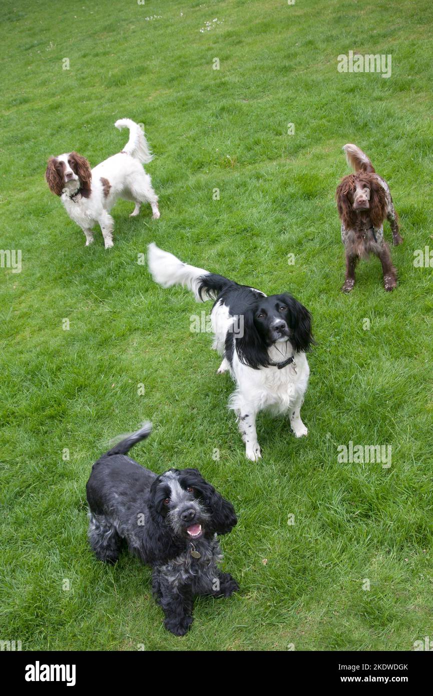 Vier Spaniels, 3 Springfedern und ein Cocker Stockfoto