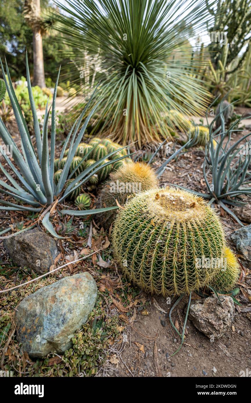 Kaktusgarten an einem späten Nachmittag im Herbst | Kalifornien Stockfoto