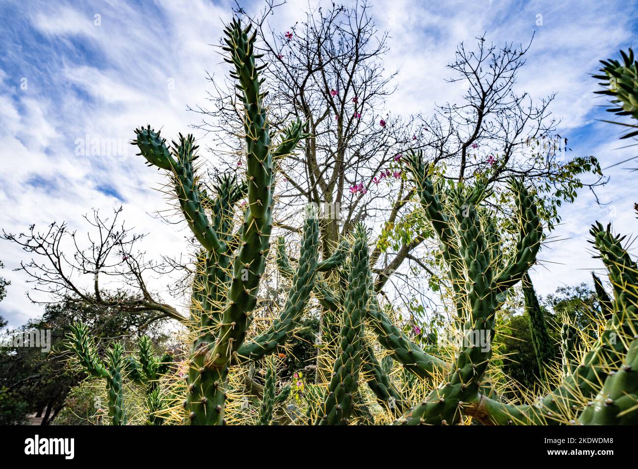 Kaktusgarten an einem späten Nachmittag im Herbst | Kalifornien Stockfoto