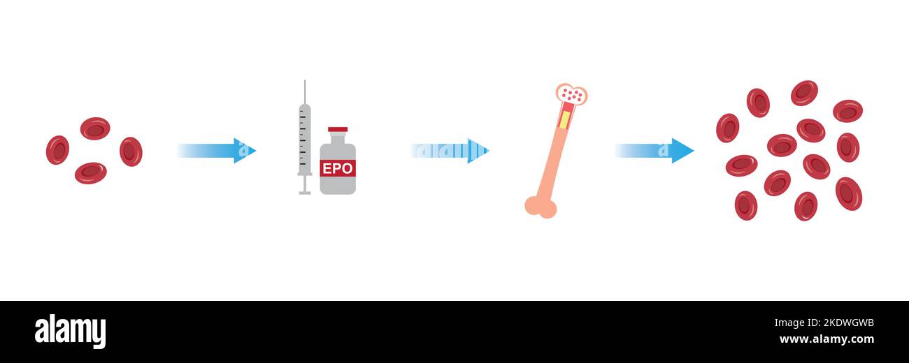 Wissenschaftliche Entwicklung des Erythropoietin-Effekts (EPO) auf den Knochen nach der Injektion. Renale und hepatische Produktion von EPO. Bunte Symbole. Vektordarstellung Stock Vektor