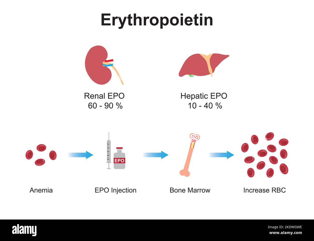 Wissenschaftliche Entwicklung des Erythropoietin-Effekts (EPO) auf den Knochen nach der Injektion. Renale und hepatische Produktion von EPO. Bunte Symbole. Vektordarstellung Stock Vektor