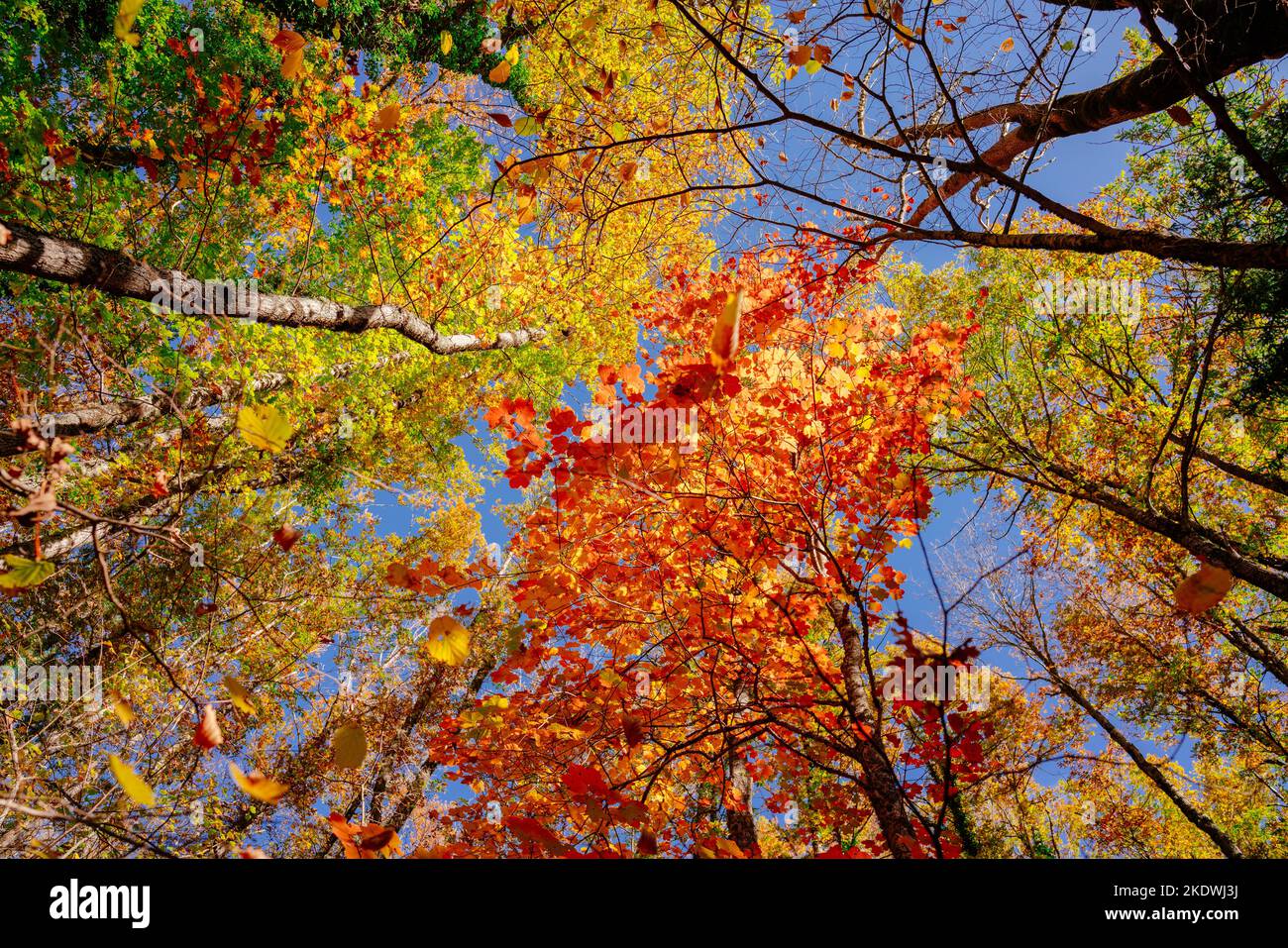 Bunte Herbstbäume an einem sonnigen Tag mit blauem Himmel Von unten gesehen Weitwinkel Stockfoto