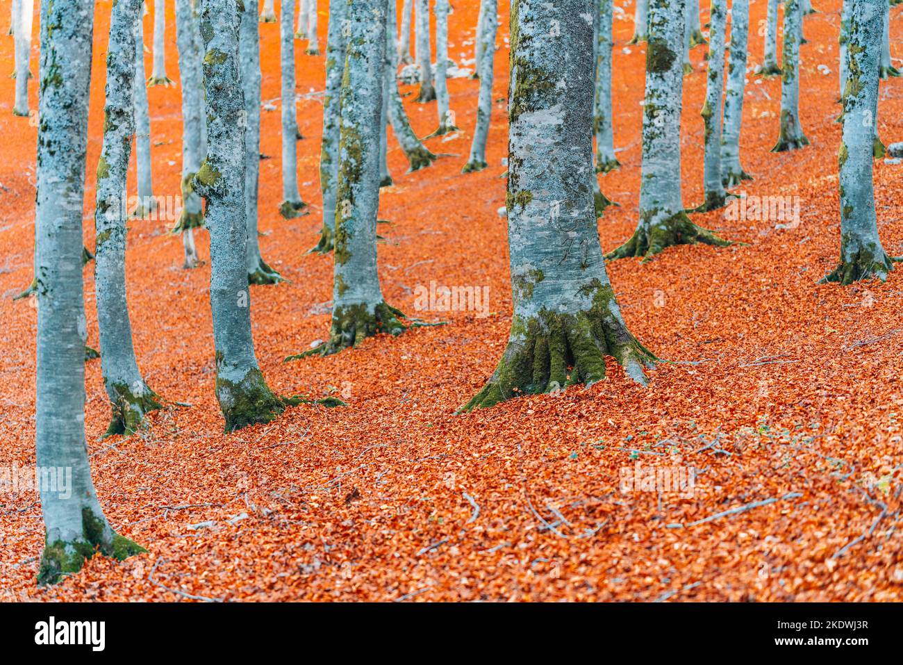 Wald im Herbst, Laub. Forca d'Acero, Abruzzen-Nationalpark Stockfoto