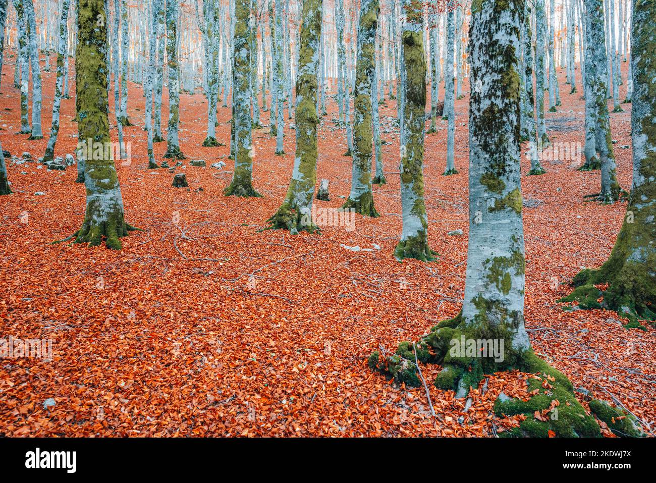 Wald im Herbst, Laub in den Abruzzen, Italien Stockfoto