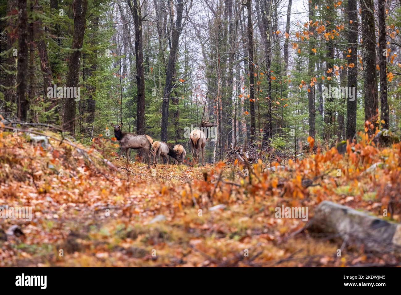 Clam Lake Elchherde im Norden von Wisconsin. Stockfoto