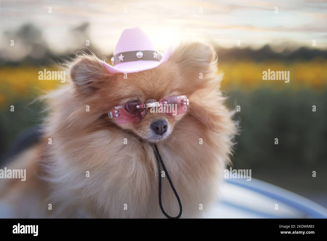 Pommern im Sommer Stockfoto