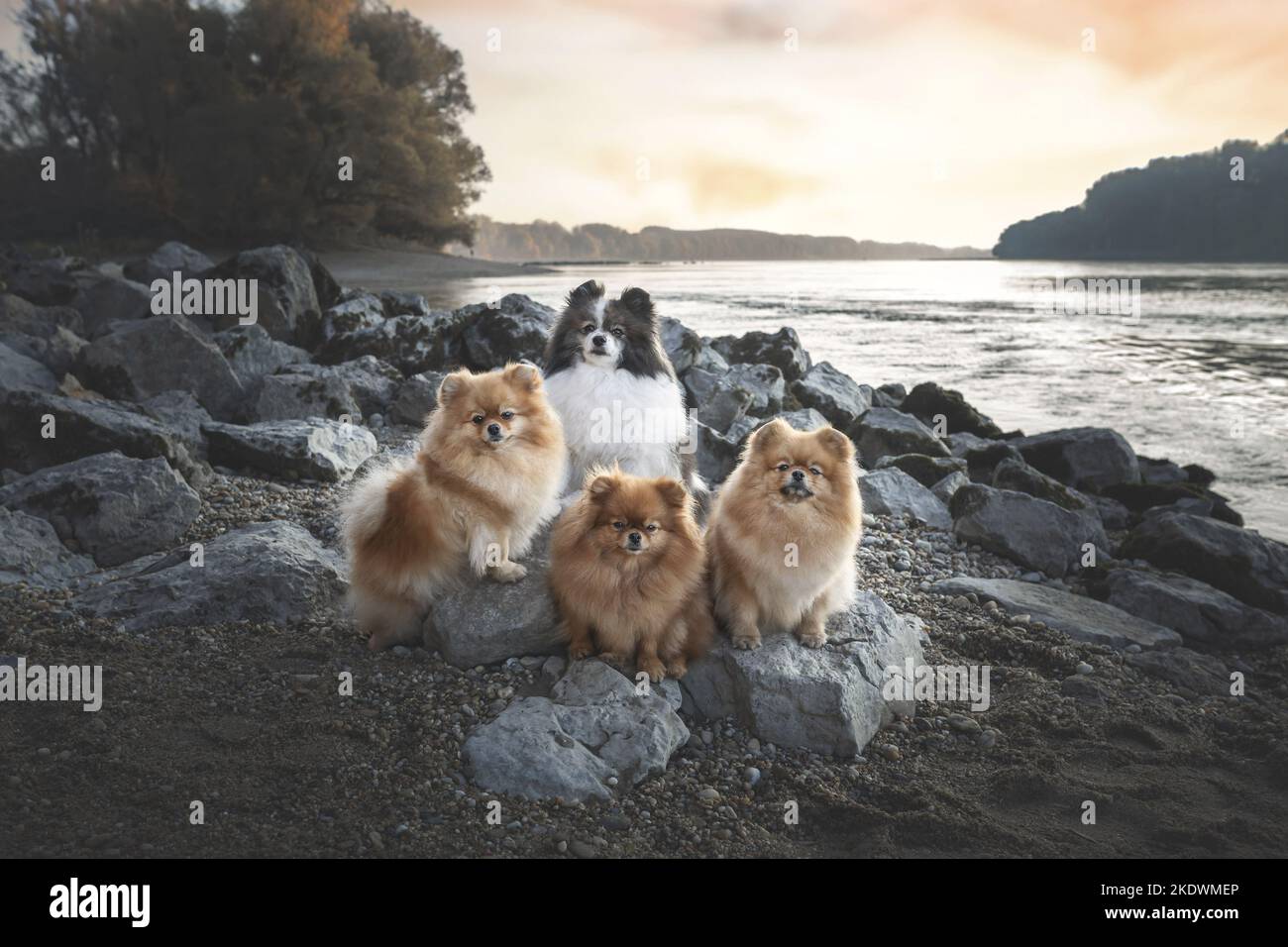 4 Hunde Stockfoto