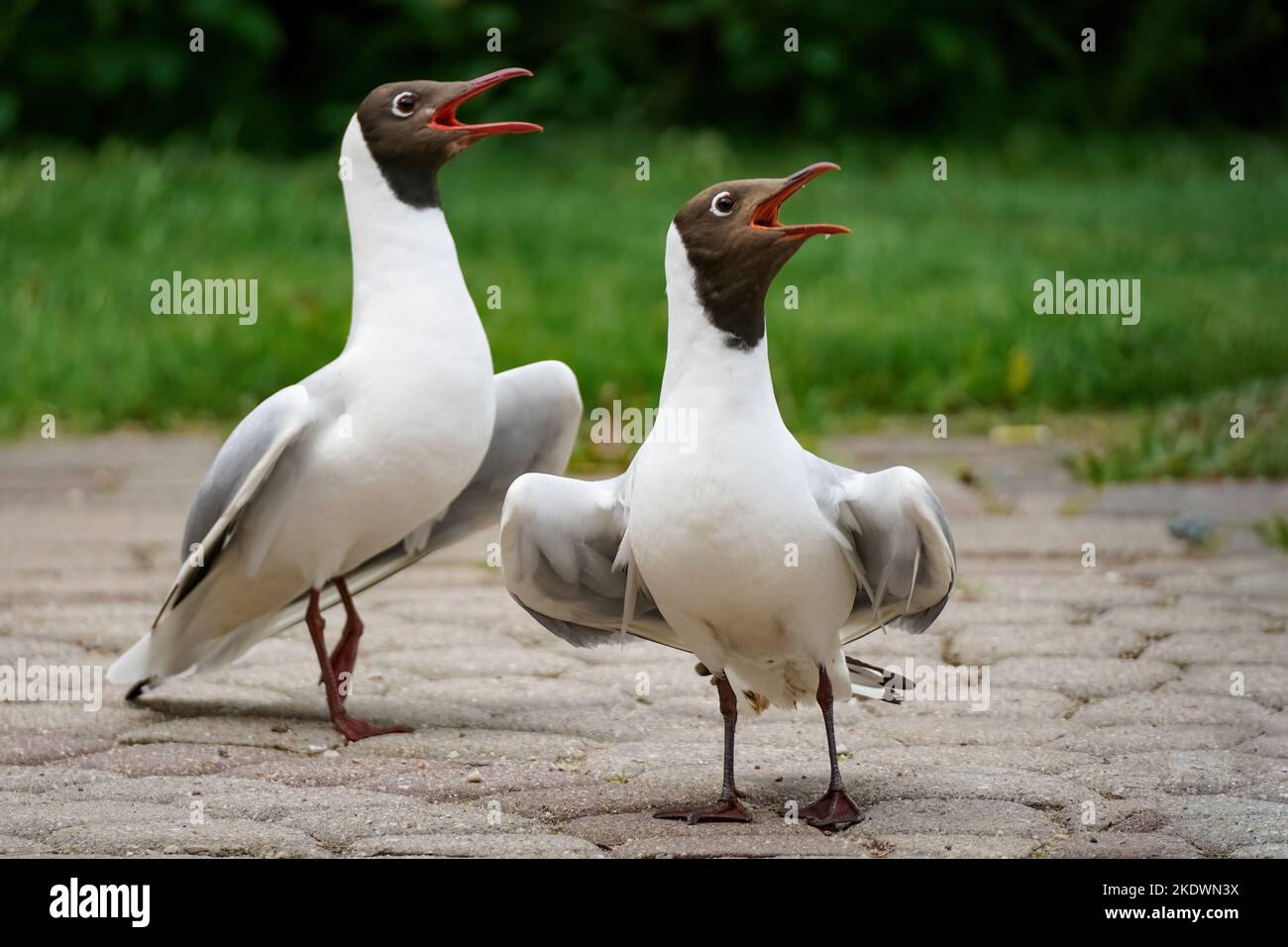 Zwei weiße Möwen singen mit offenem Schnabel. Stockfoto