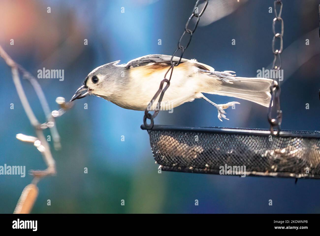 Getuftete Titmaus am Hinterhof Feeder Stockfoto