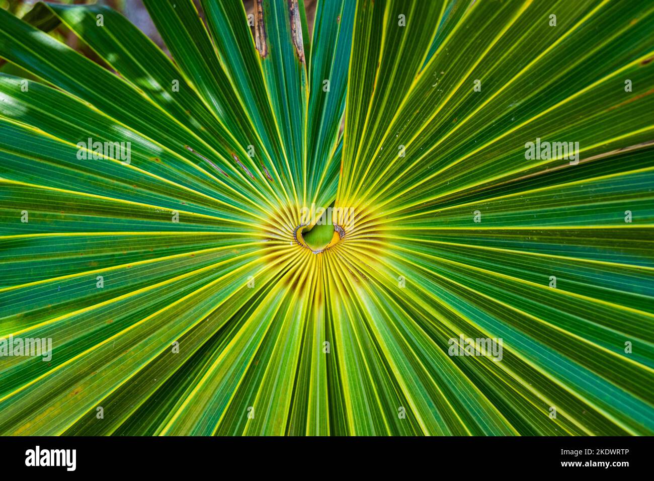 Mexikanisches Fan Palm Leaf Center. Stockfoto