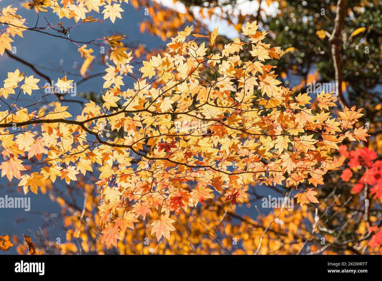 Bunte Blätter am Lake Chuzenji (Nikko, Japan) an einem sonnigen Tag Ende Oktober. Stockfoto