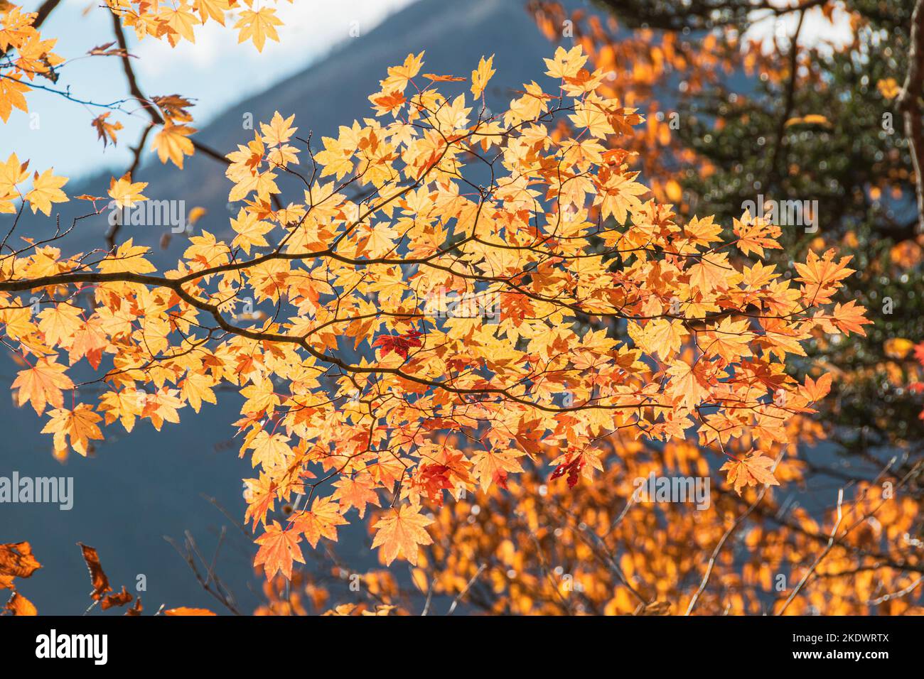 Bunte Blätter am Lake Chuzenji (Nikko, Japan) an einem sonnigen Tag Ende Oktober. Stockfoto