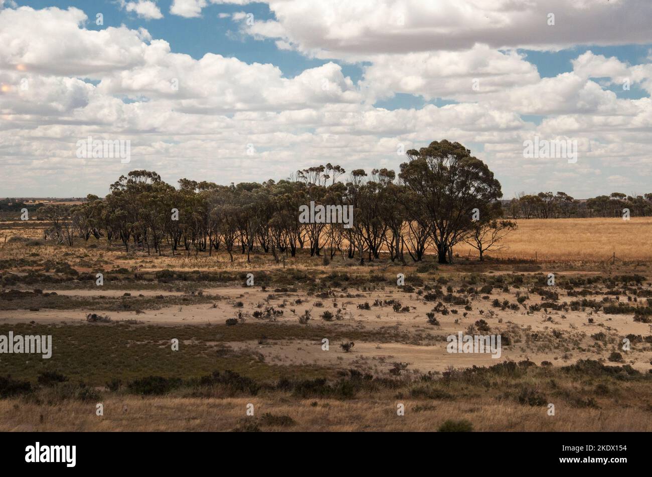 Offene Waldlandschaft jenseits der Darling Ranges, entlang der Indian Pacific Railway östlich von Perth, Westaustralien Stockfoto