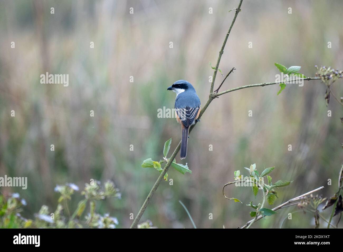 Ein Graurückenwürger thronte auf einem dünnen Ast vor einem verschwommenen Hintergrund. Stockfoto