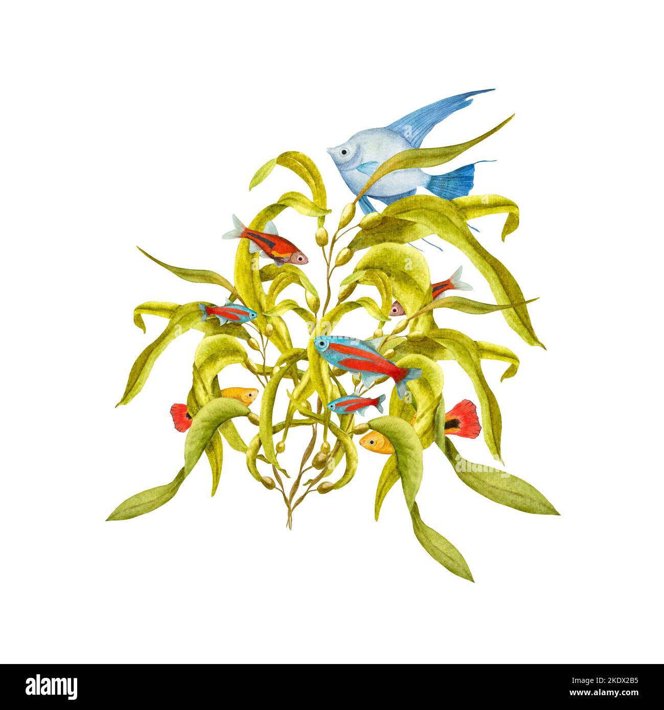 Aquarell-Illustration einer Reihe von Meeresfauna isoliert auf weißem Hintergrund. Angelfische, Seesterne, Muscheln, Korallen, Seepferd, Algen, Pflanzen, Wasser Stockfoto