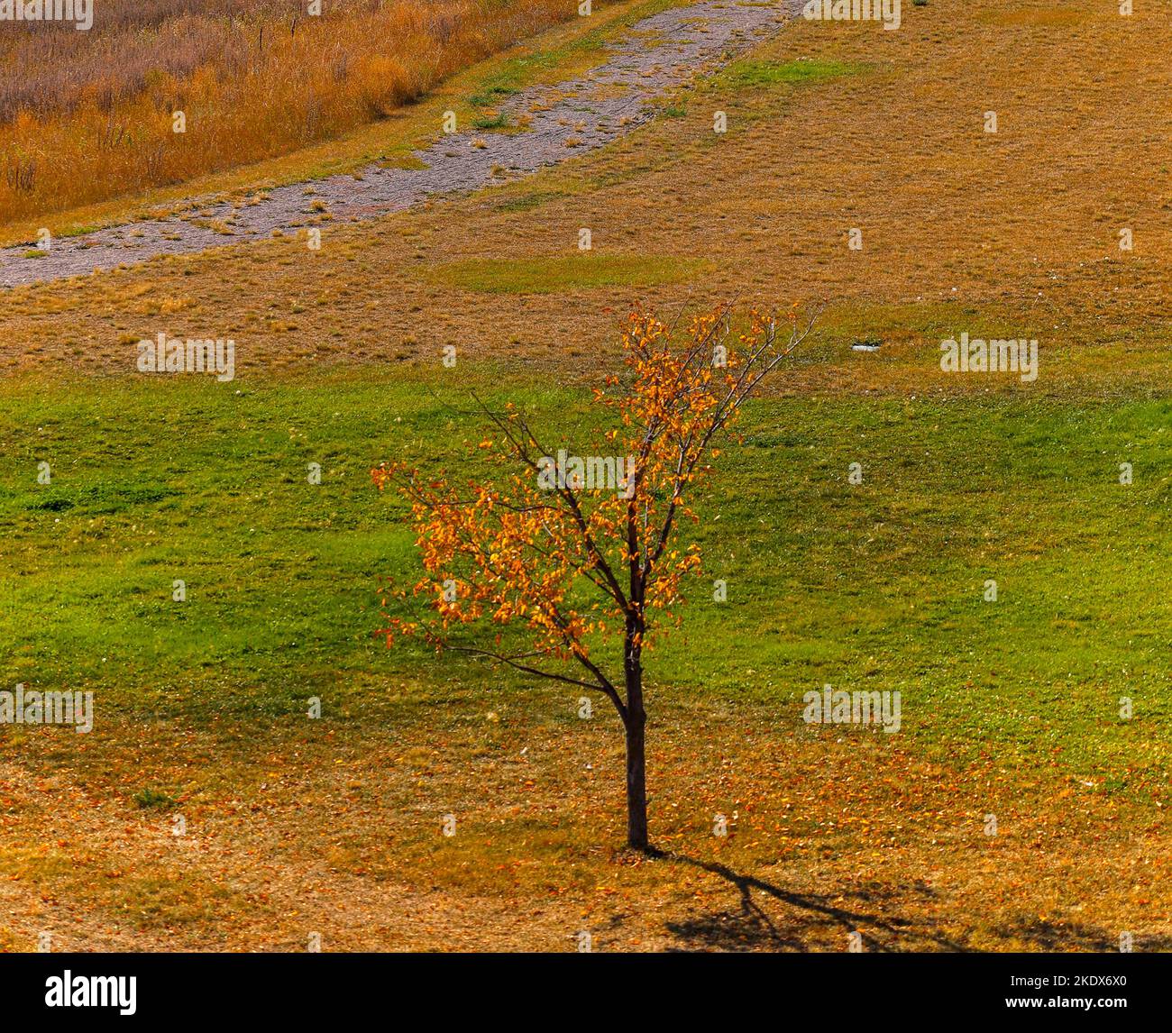 Einbunter Baum im Herbst gegen das gelbe Feld. Stockfoto