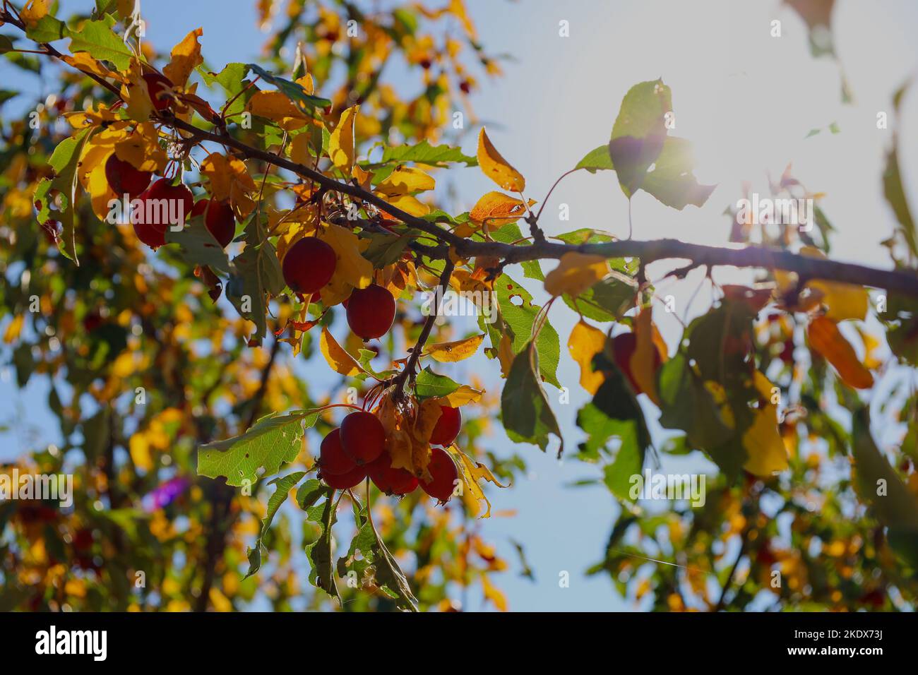 Nahaufnahme von Herbstblättern und roten Früchten vor dem blauen Himmel Stockfoto