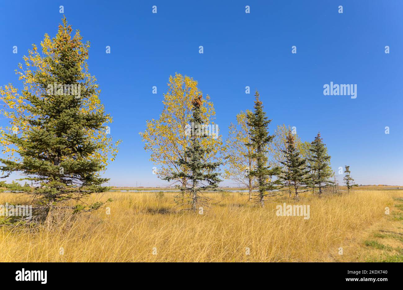 Baumreihe gegen den blauen Himmel im Herbst Stockfoto