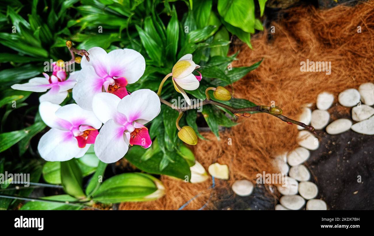 Weiße Dendrobium Orchideenblüten mit wunderschönen rosa roten Pistilen Stockfoto