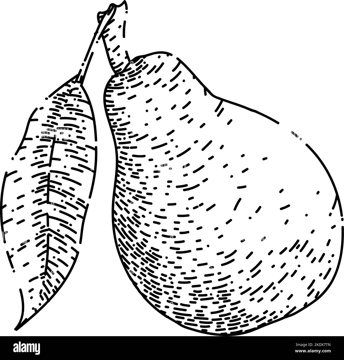 Handgezeichneter Vektor mit birnengrüner Skizze Stock Vektor