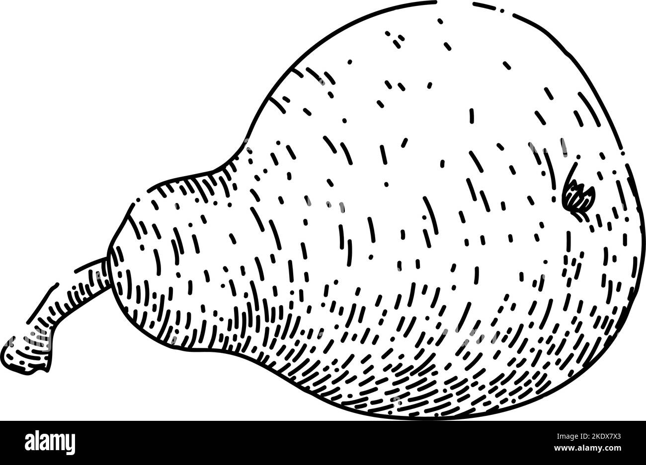 Handgezeichneter Vektor für Birnenfutter-Skizze Stock Vektor