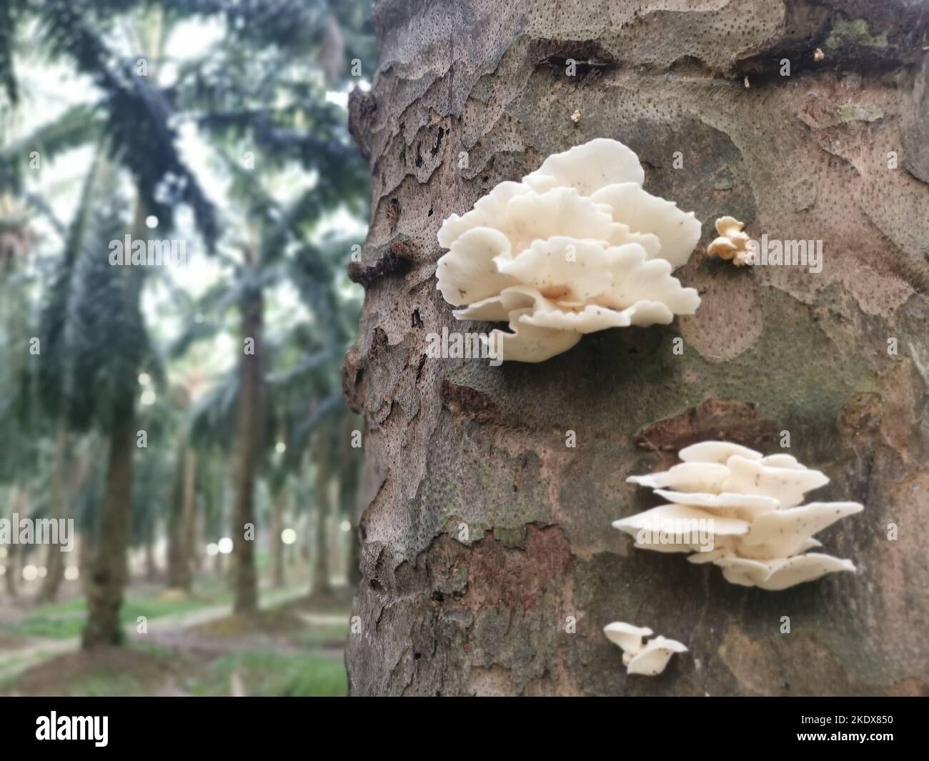Sprießen aus toten Baumstamm der weißen Halterung fächerförmigen Pilze Stockfoto