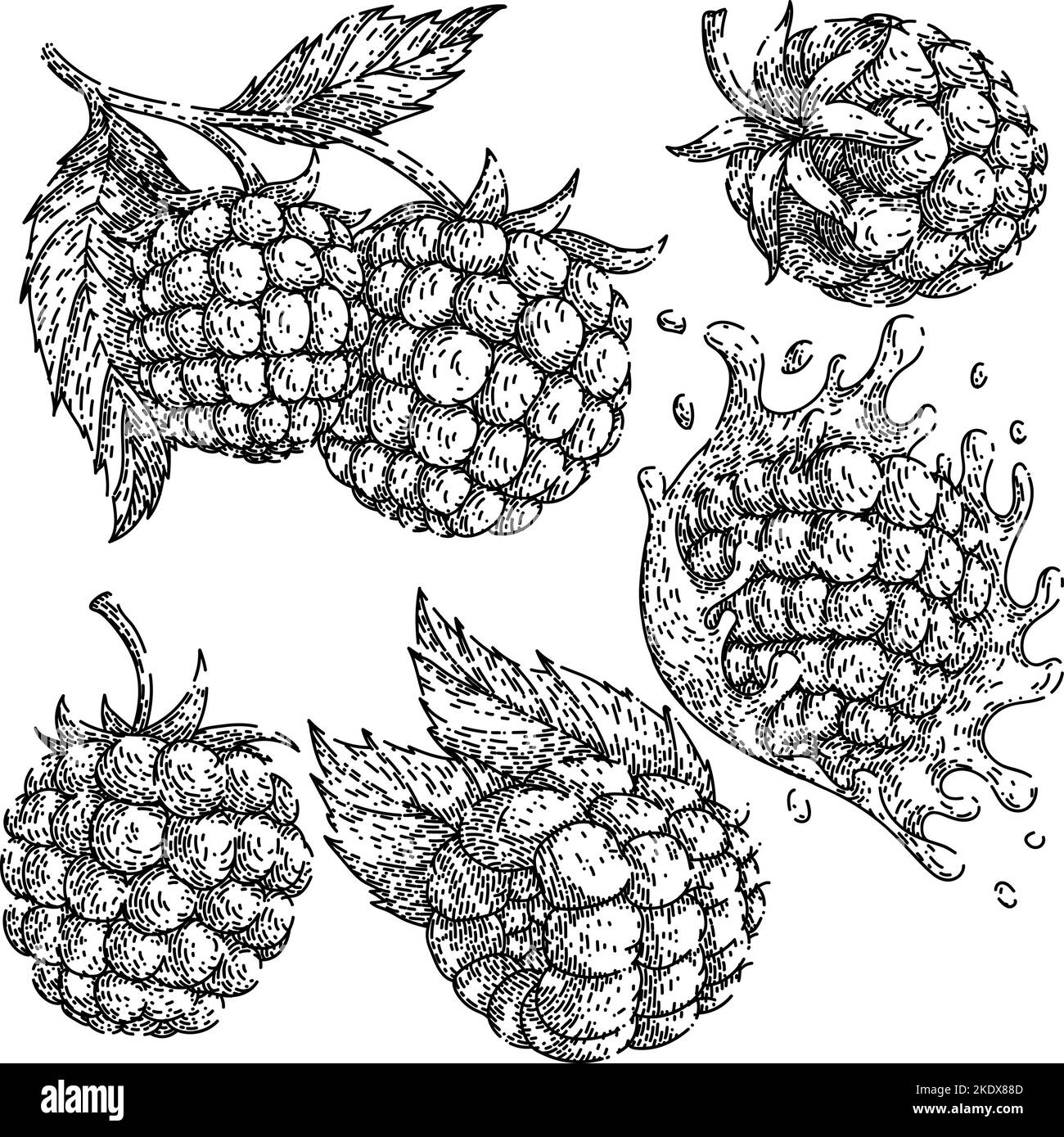 handgezeichneter Vektor mit himbeer-Frucht-Set-Skizze Stock Vektor