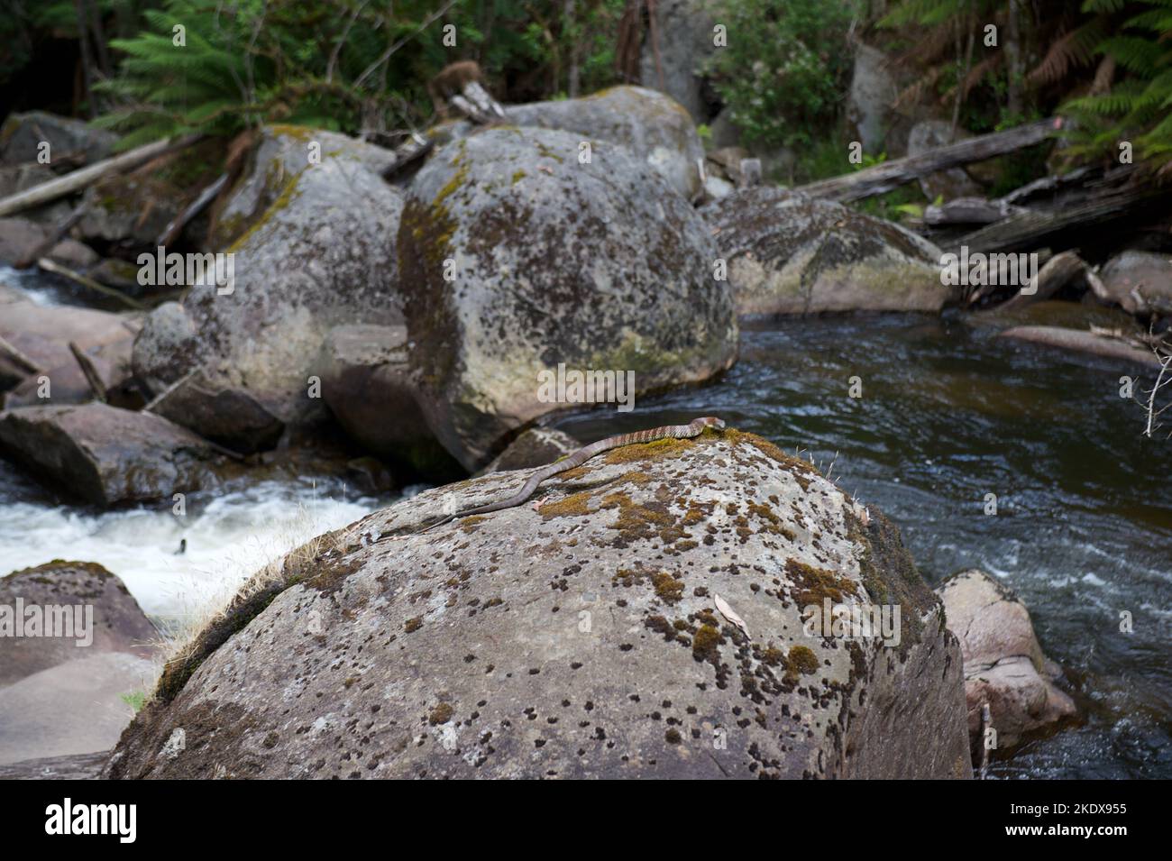 Achtung! Schlange auf einem Felsen. Tigerschlangen (Notechis scutatus) lieben Wasser und werden oft beim Schwimmen oder sonnen in der Nähe von Flüssen und Bächen gesehen. Keppels Falls. Stockfoto