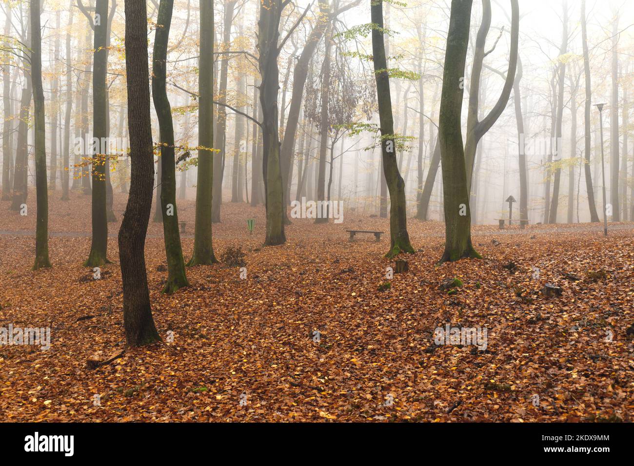 Natürlicher Buchenwald im Herbst. Der Herbst im Wald hat seinen Charme Stockfoto