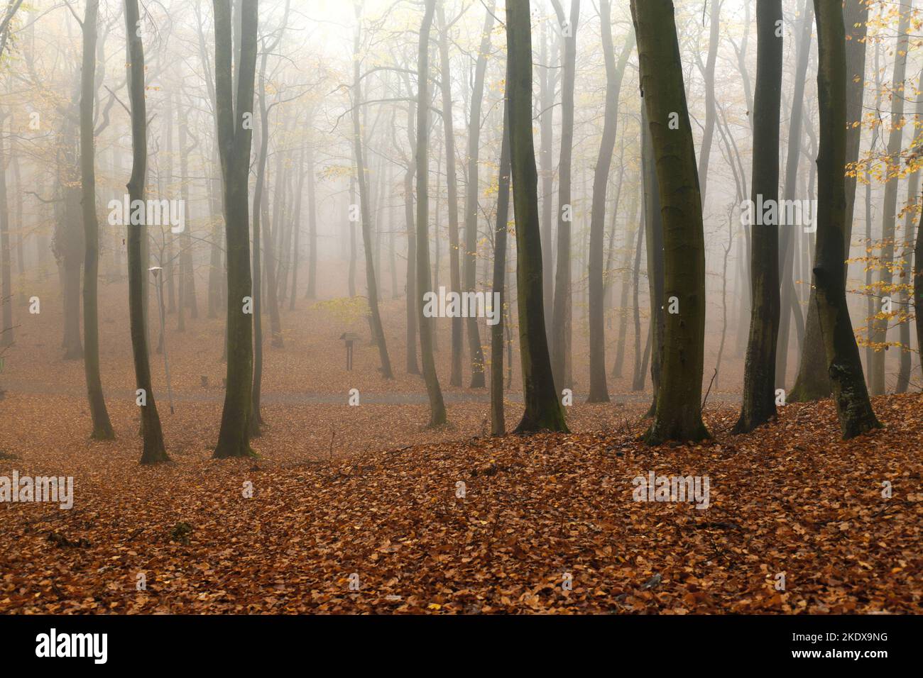 Natürlicher Buchenwald im Herbst. Der Herbst im Wald hat seinen Charme Stockfoto