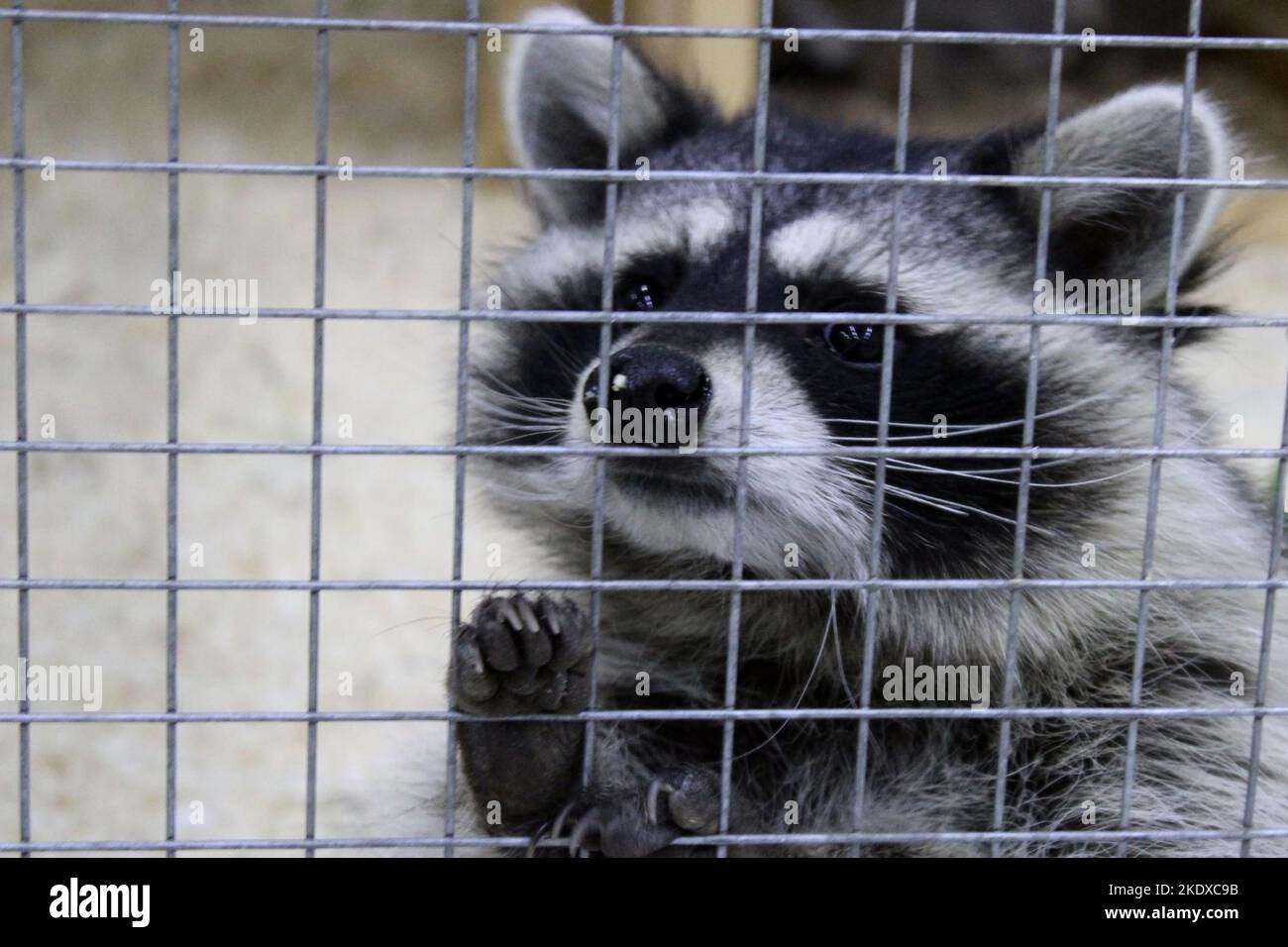 In Nahaufnahme hält sich der schwarz-weiße Waschbär mit seinen Pfoten an den Bars im Zoo fest. Animal Protection Day Konzept Stockfoto