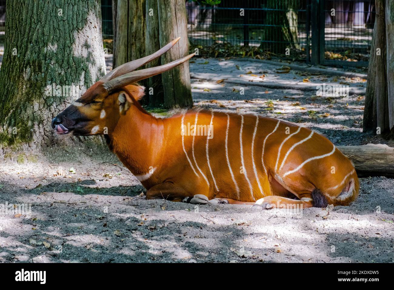 Antilope auf dem Boden im Zoo. afrikanische Tiere. Stockfoto