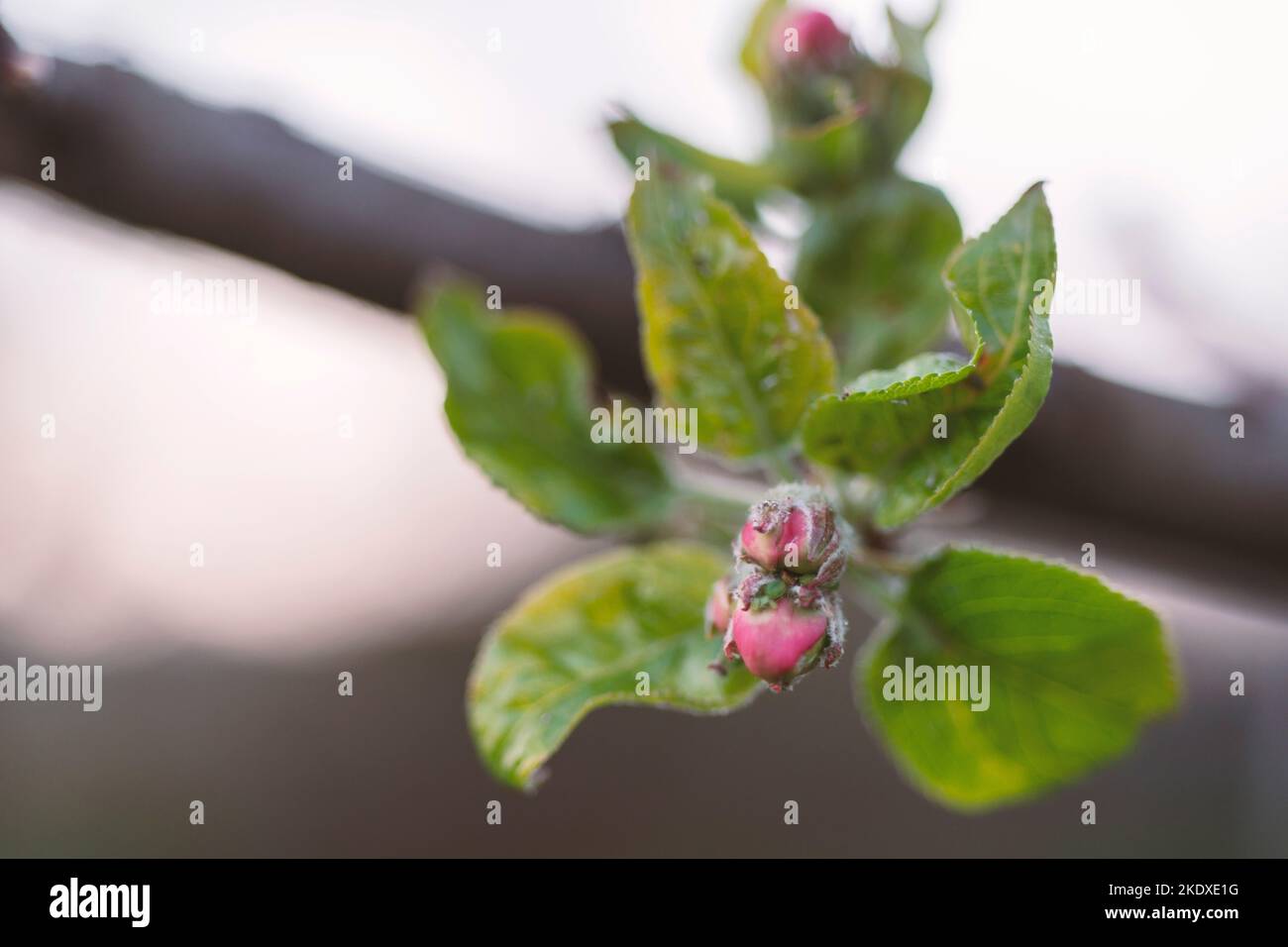 Makrobild der Apfelbaumknospe im Frühling Stockfoto