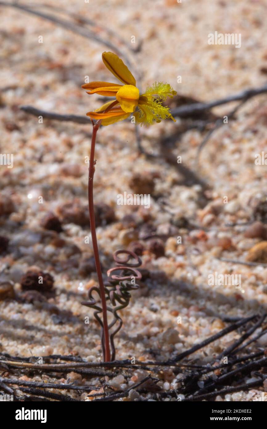 Gelbblühende Arten von Nemesien im Cederberg nördlich von Kapstadt Stockfoto