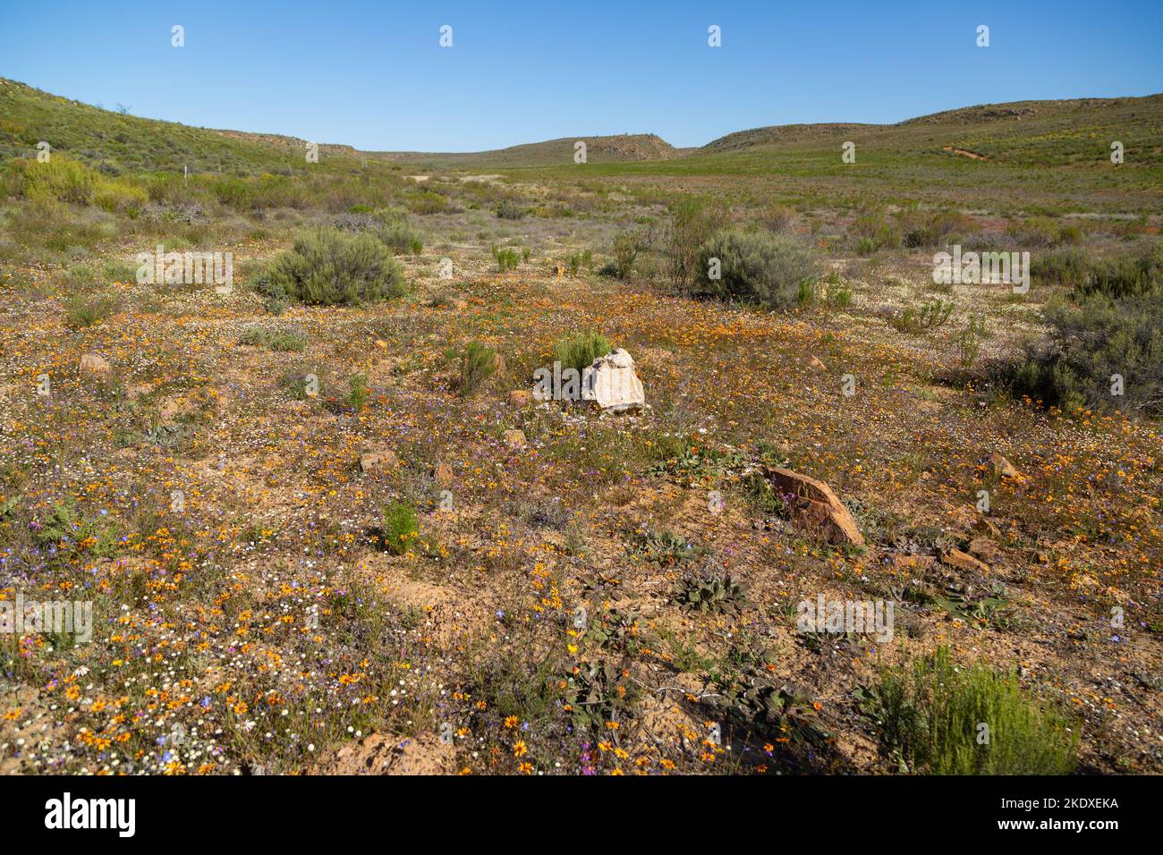 Trockene Landschaft in den nördlichen Cederberg-Bergen östlich von Clanwilliam Stockfoto