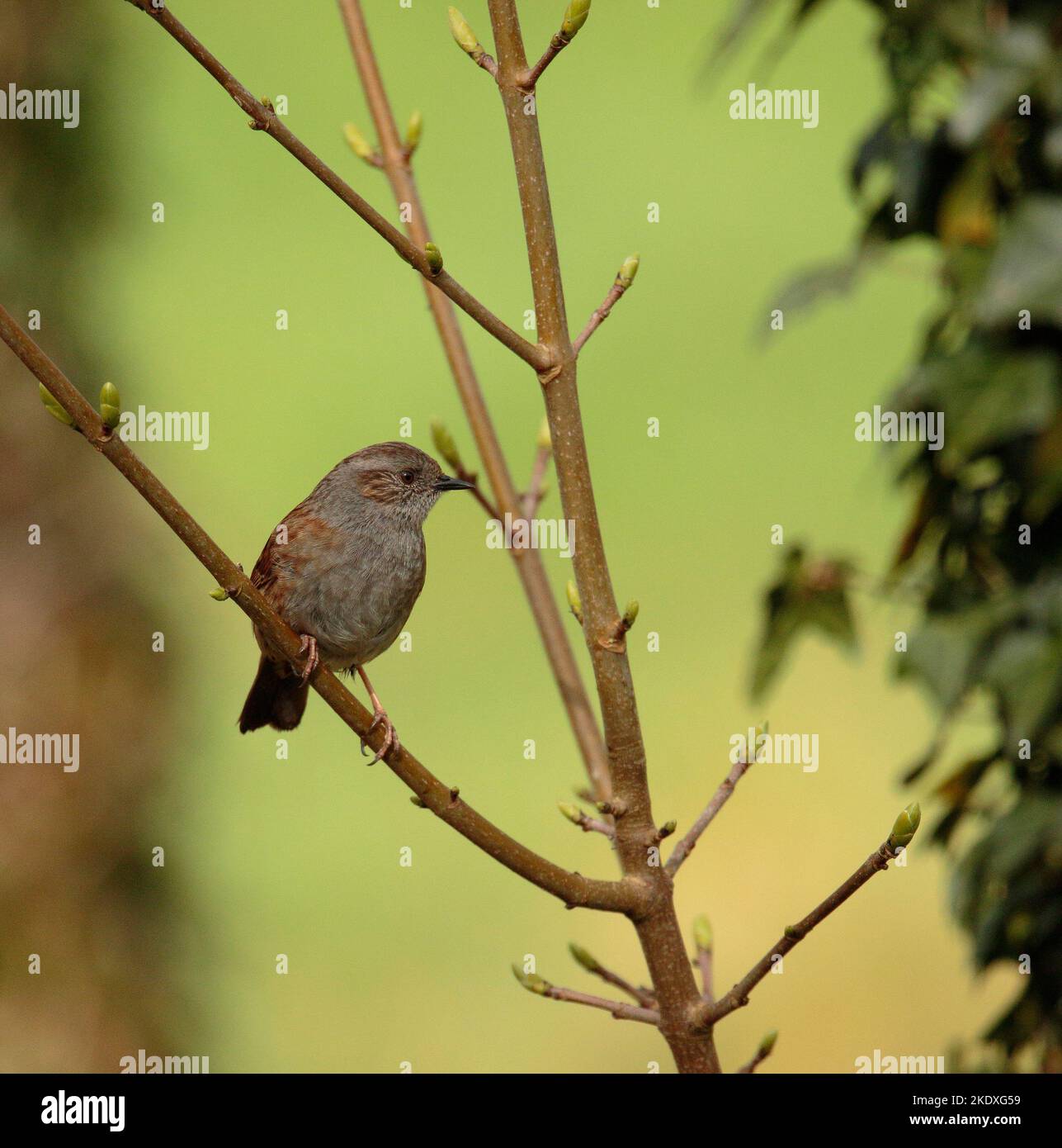 Hedge Sparrow Stockfoto