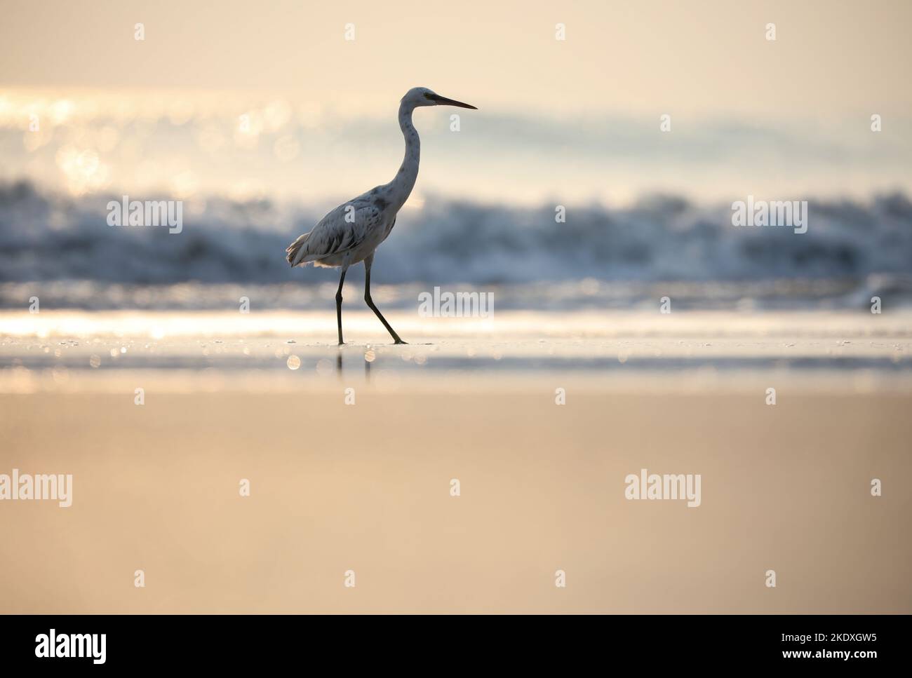 Schöne weiße Reiher Vogel stehen am Strand während Sonnenuntergang natürlichen Hintergrund. Leuchtendes Bokeh verwischt den Lichteffekt. Sonneneinstrahlung auf das Meerwasser. Stockfoto