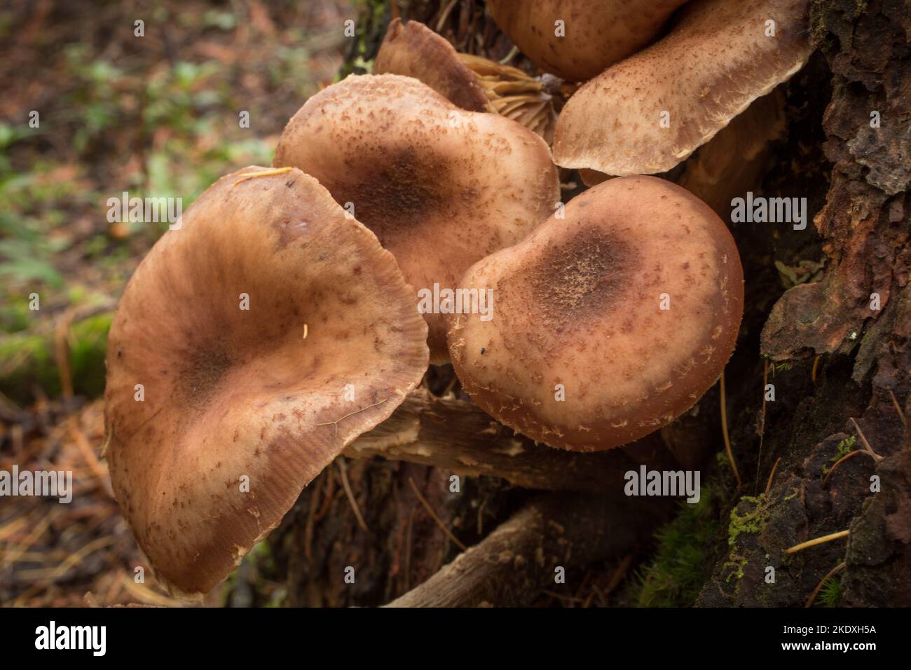 Große Honigpilze, Armillaria cf. Altimontana, wächst an der Basis einer toten Ponderosa-Kiefer, auf Threemile Creek, westlich von Troy, Montana Königreich: F Stockfoto