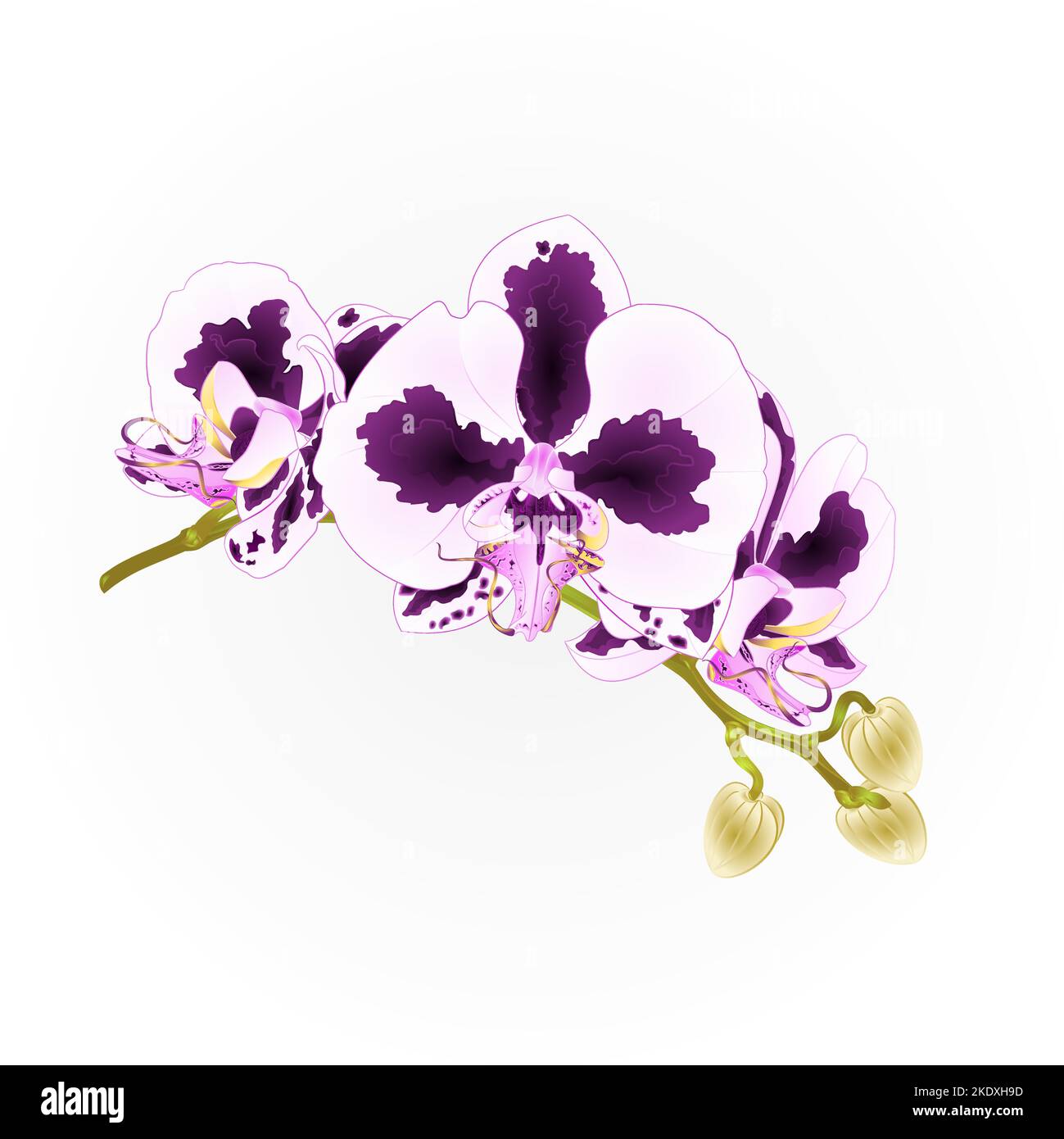 Spots Orchidee Zweig Blumen lila und weiß Phalaenopsis tropische Pflanze Stamm und Knospen vintage Vektor botanische Illustration für Design Hand dr Stock Vektor