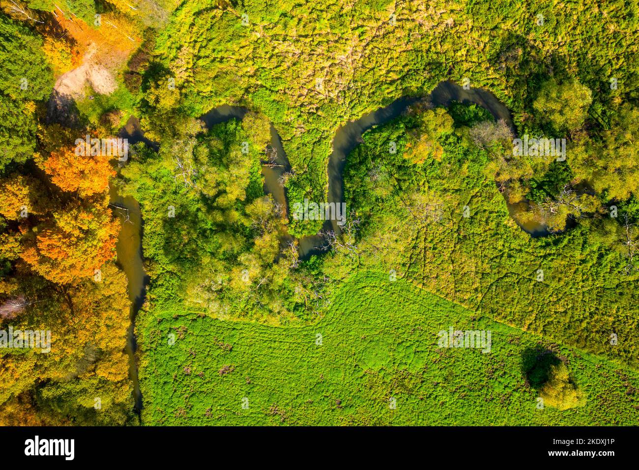 Der schmale Bach schlängelt sich in herbstlicher Landschaft. Grüne Graswiesen und bunte Bäume. Luftaufnahme von der Drohne. Stockfoto