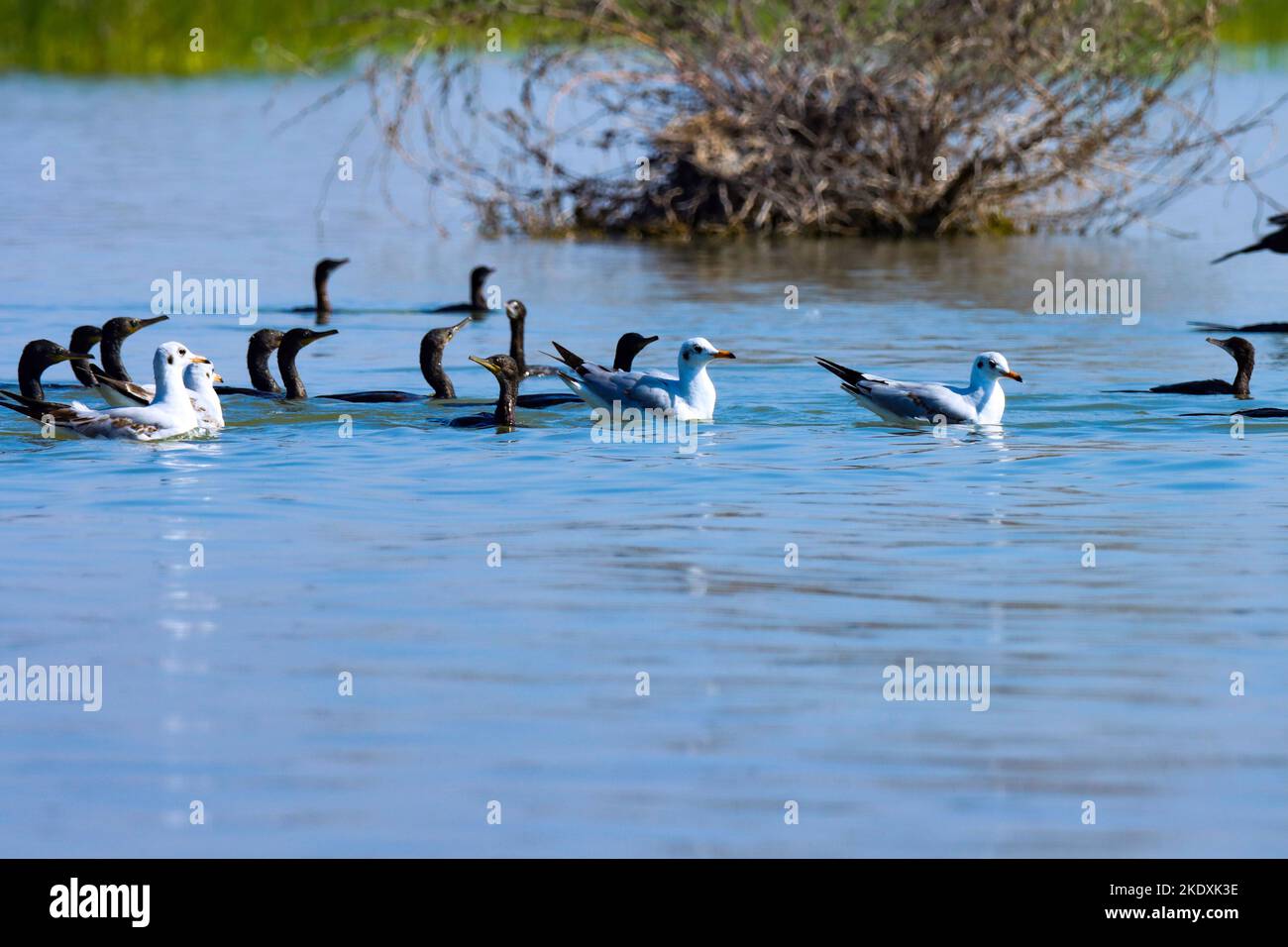 Vogelgruppe am Fluss. Möwen und Kormorane schwimmen im Flusswasser, in der Natur, Indien. Vogelschar am Fluss. Natürlicher Hintergrund. Stockfoto