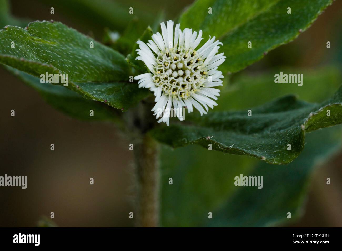 Eklipta Pflanze in der Natur. Falsche Gänseblümchen oder Eklipta alba oder bhringraj oder Eklipta prostrata oder Yerba de Tago. Schöne Natur, Tapete. Kräuterpflanze. Stockfoto