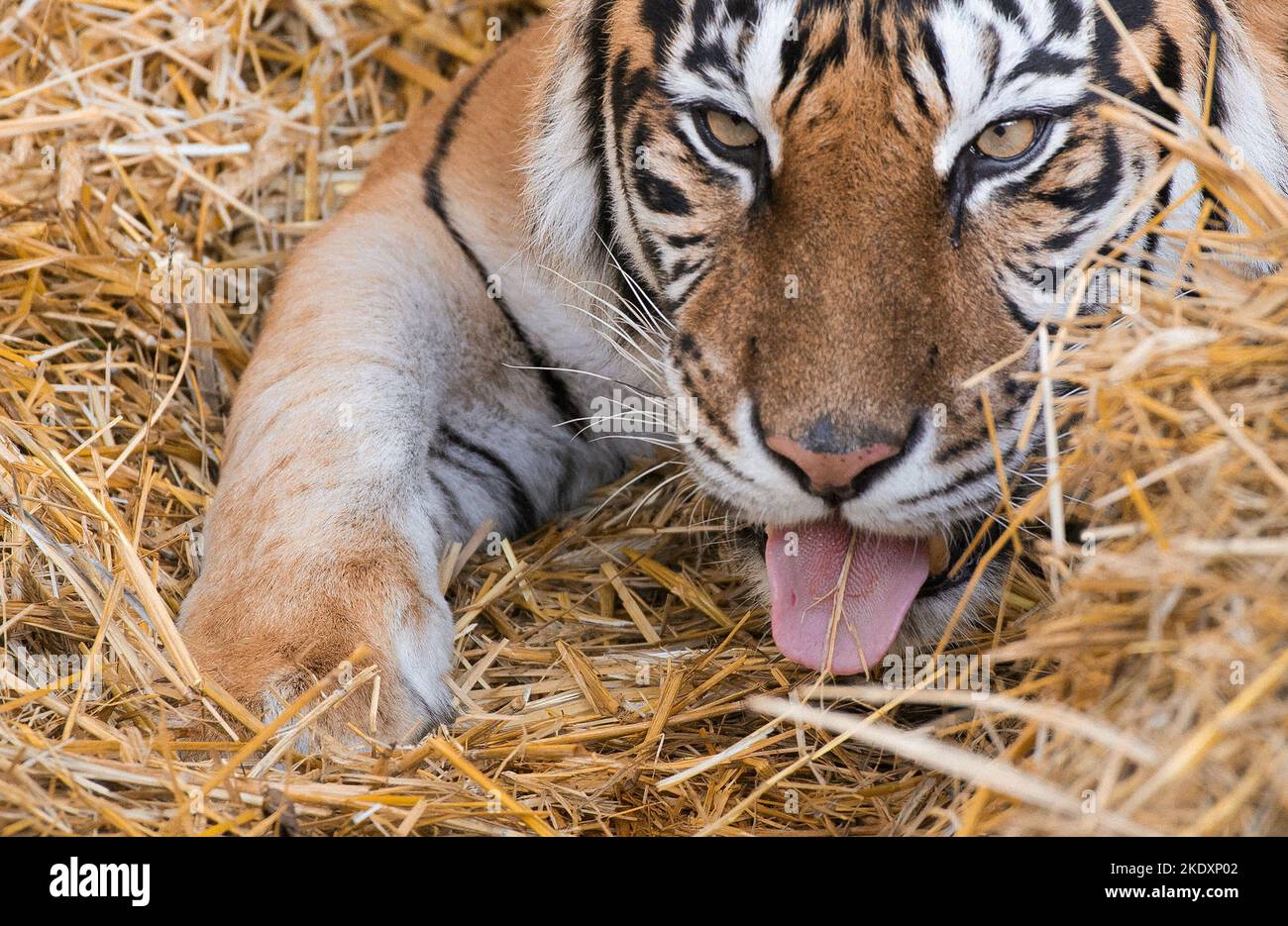 Berlin, Deutschland. 08.. November 2022. Ein sibirischer Tiger (Panthera tigris altaica) amüsiert sich im Berliner Zoo in einem Strohhaufen. Quelle: Paul Zinken/dpa/Alamy Live News Stockfoto