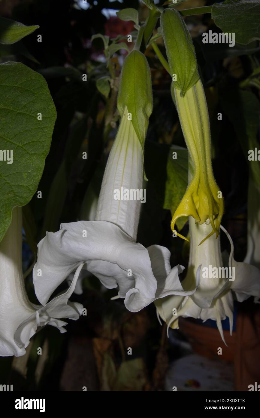 Nahaufnahme der Blüte einer weißen brugmansia arborea Blume, auch Engelstrompete genannt Stockfoto