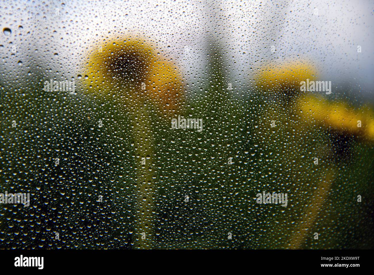 Wassertropfen auf Fenster und ländliche Landschaft. Stockfoto