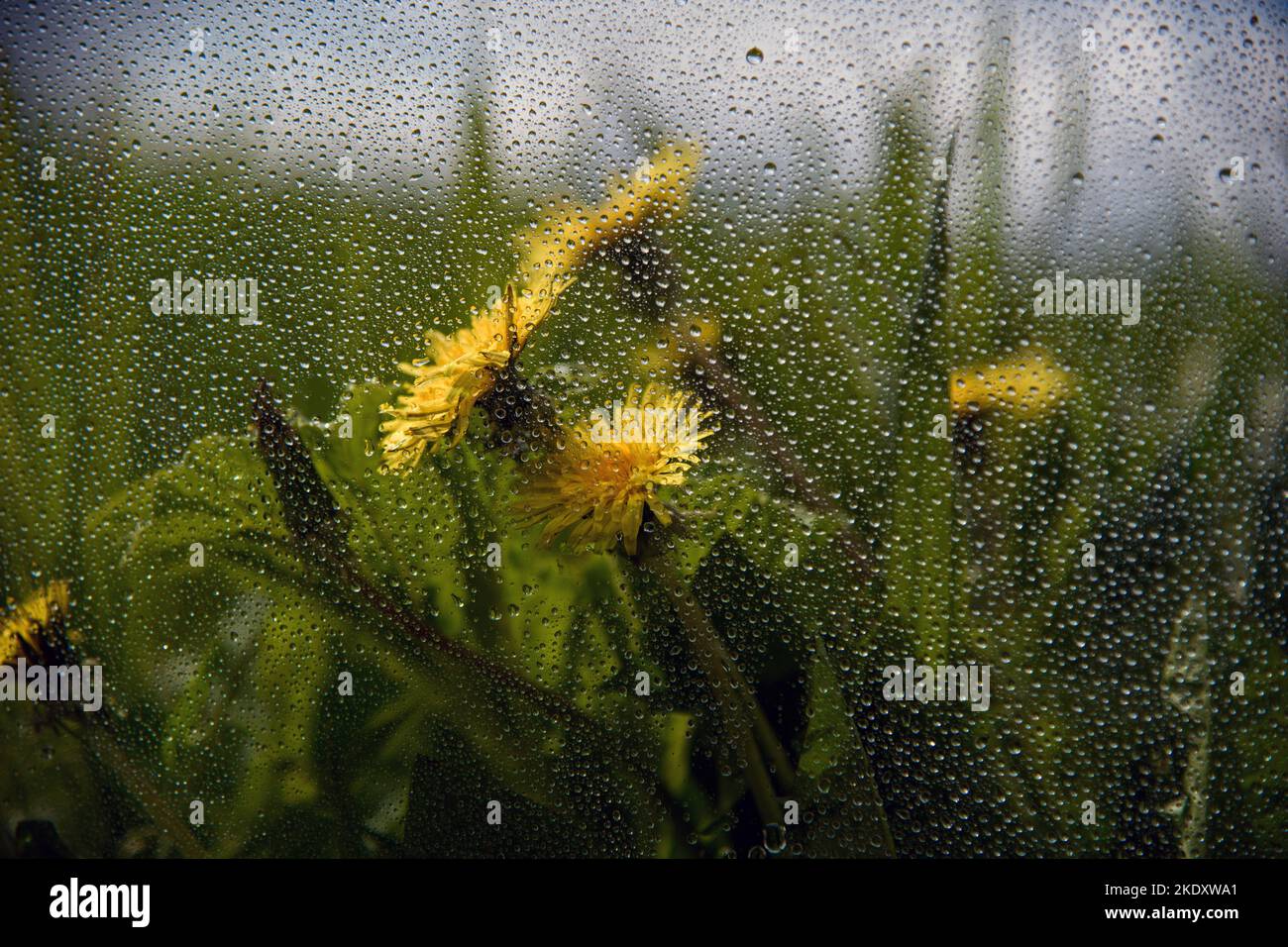 Wassertropfen auf Fenster und ländliche Landschaft. Stockfoto